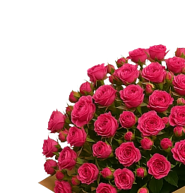 Кустовые розы